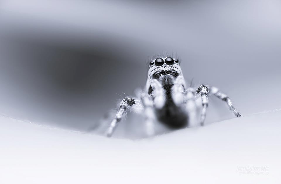 8 white spider macro photography by joni niemela