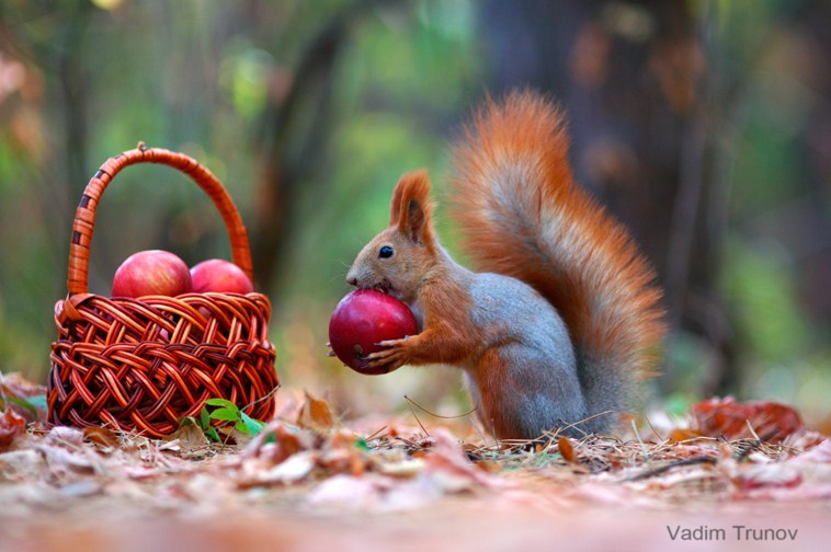 9 beautiful squirrel photography by vadim trunov