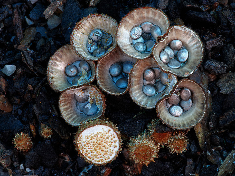 bird nest mushroom macro photography steve axford
