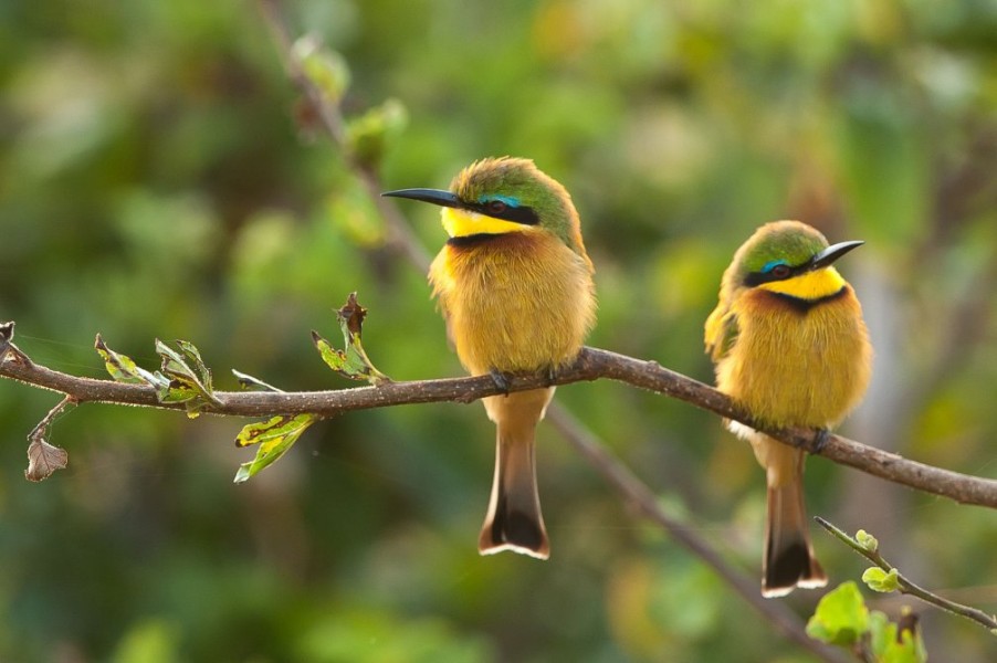 birds wildlife photography by paul joynson hicks
