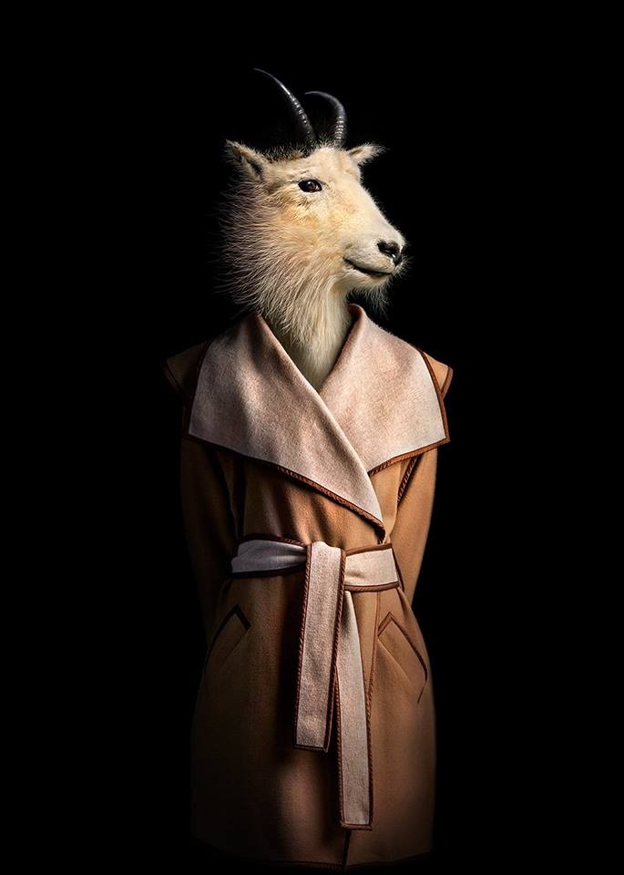 goat wildlife portraits by miguel vallinas