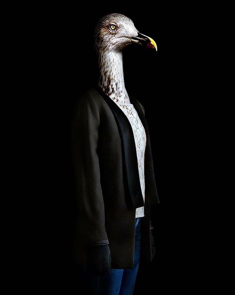 19 eagle wildlife portraits by miguel vallinas