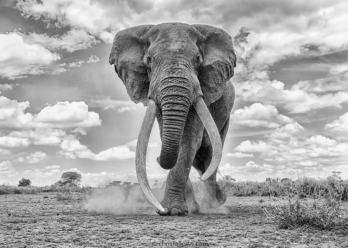 1 elephant wildlife photography by chris fallows
