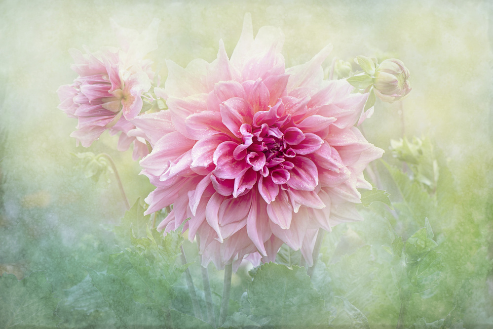 1 flower photography by jacky parker