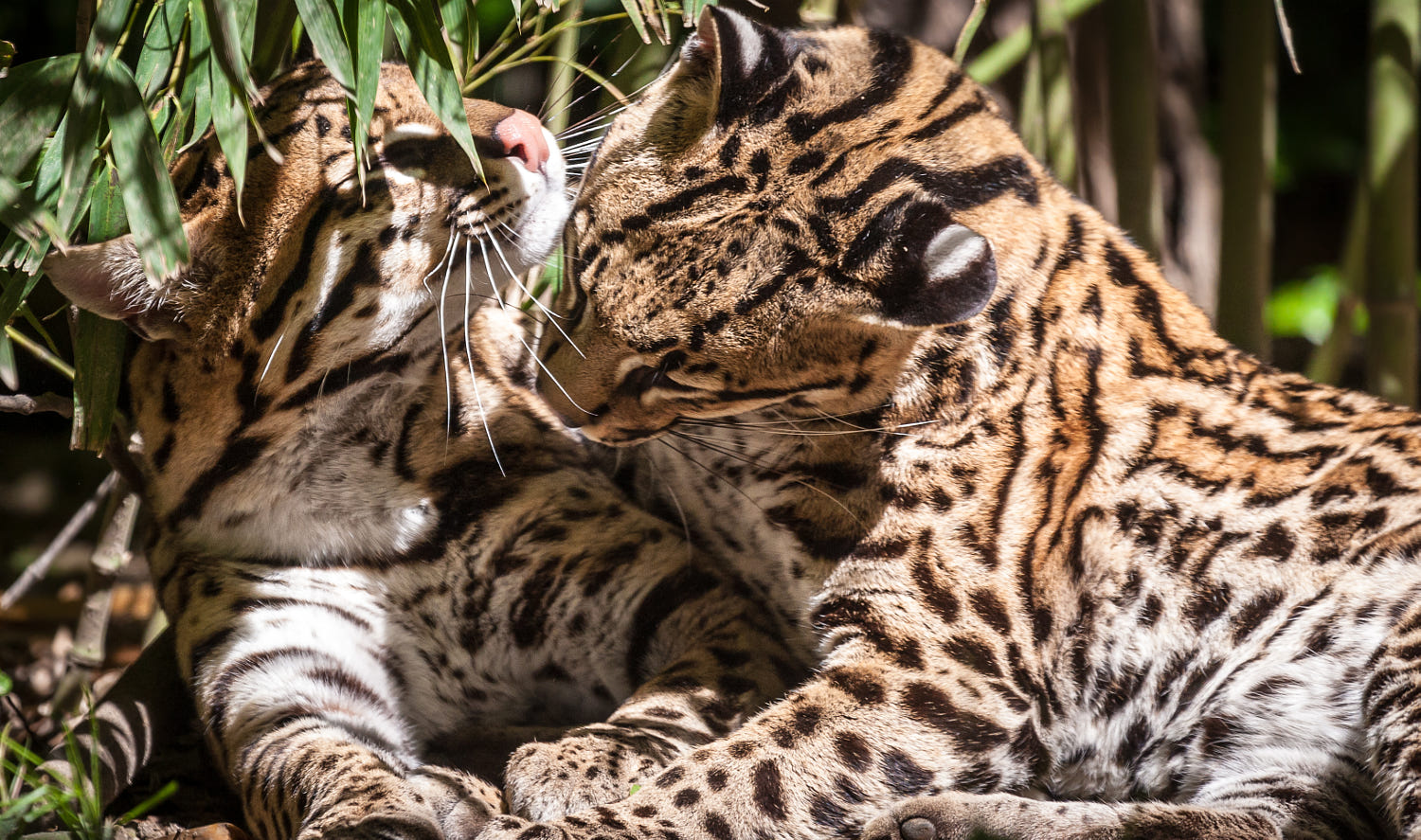 best animals love photography leopard by mattia borghesi