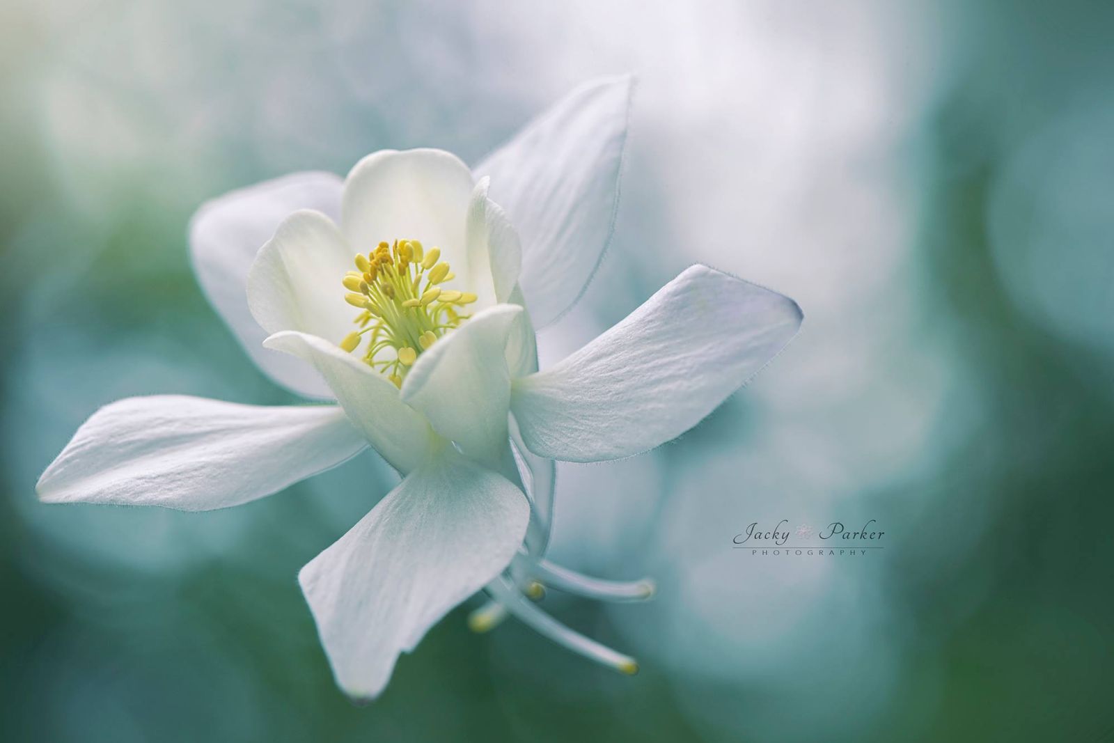 10 flower photography by jacky parker