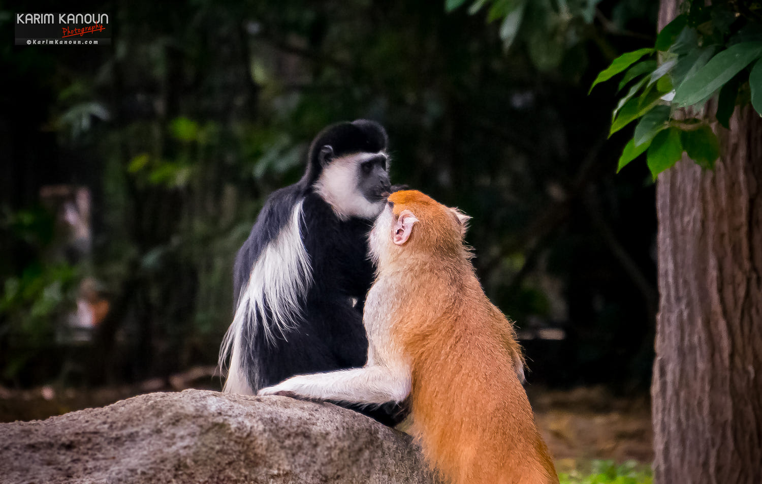 11 best animals love photography monkey by karim kanoun