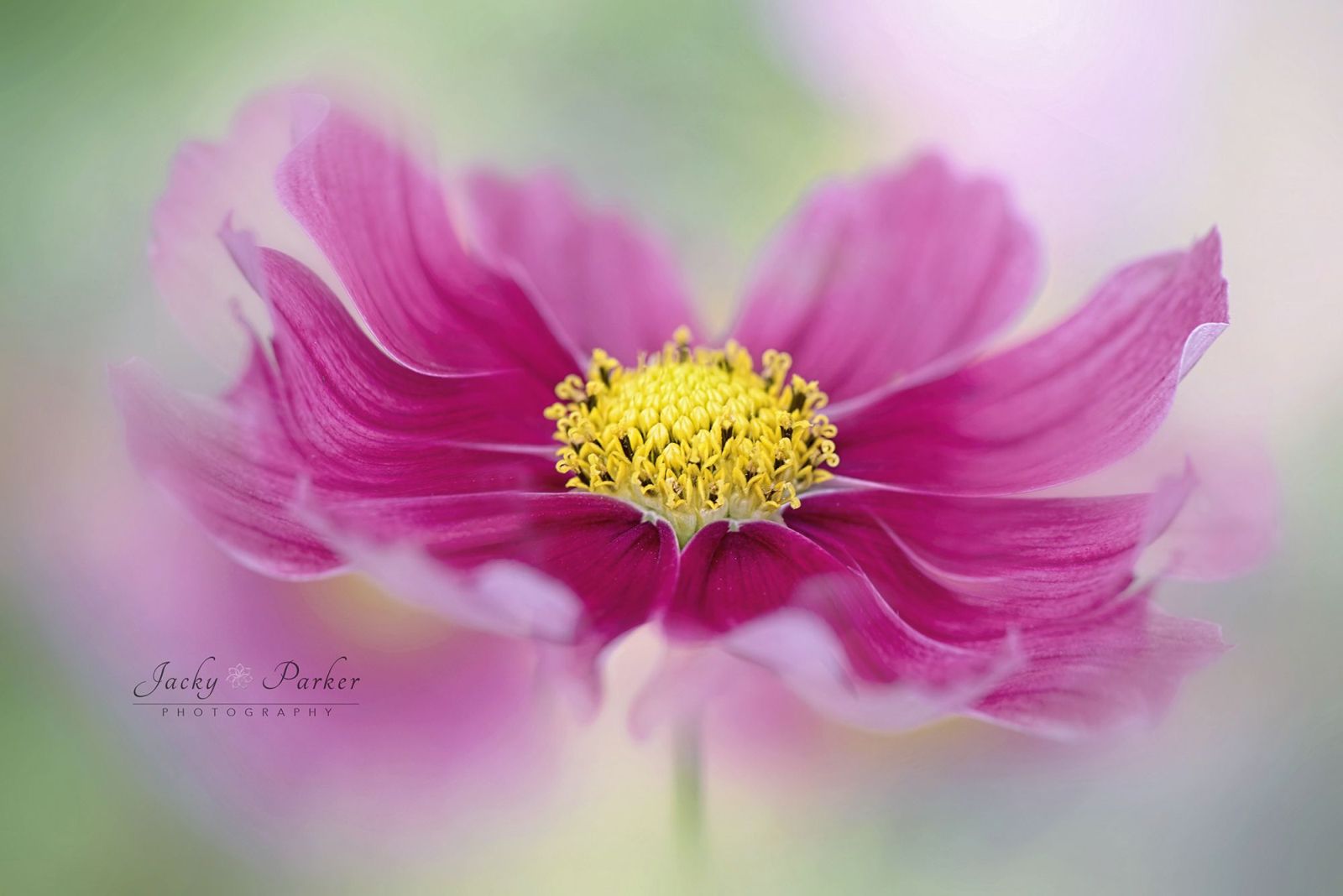 flower photography by jacky parker