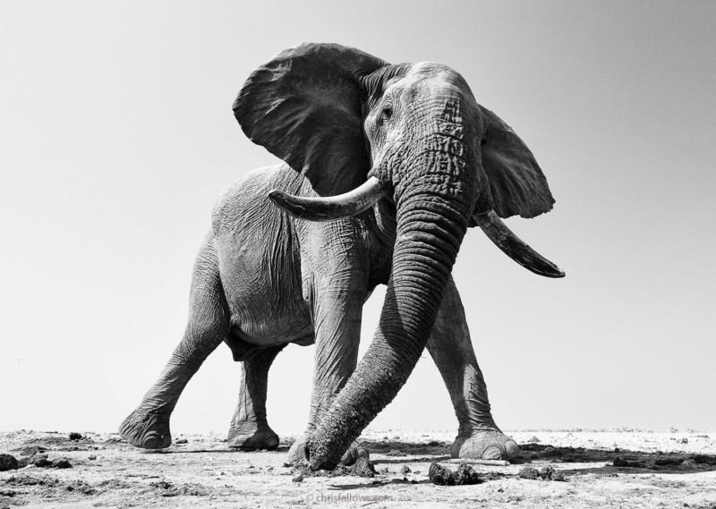 wildlife photography elephant by chris fallows