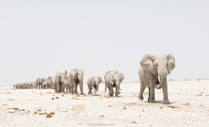 12 wildlife photography elephant by chris fallows