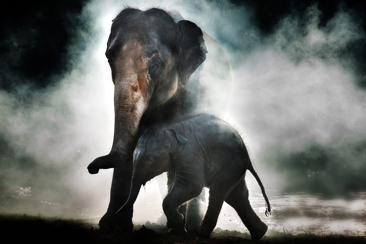 stunning animals love photography elephant by worachai yosthamrong