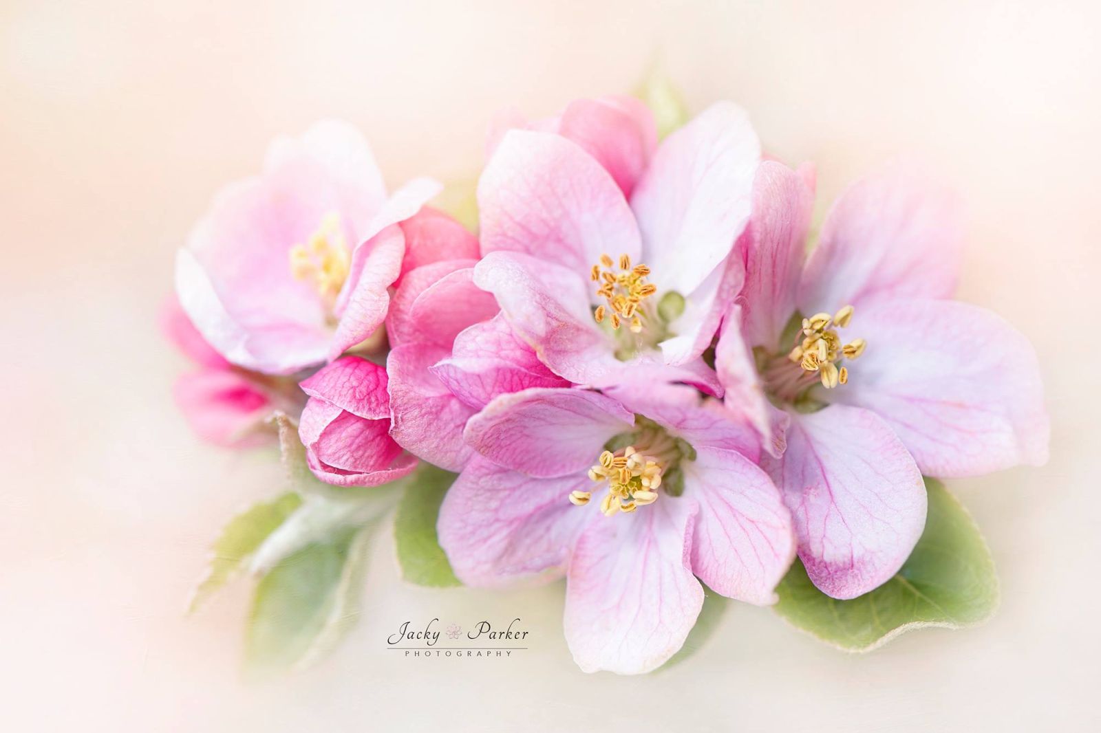 beautiful flower photography by jacky parker