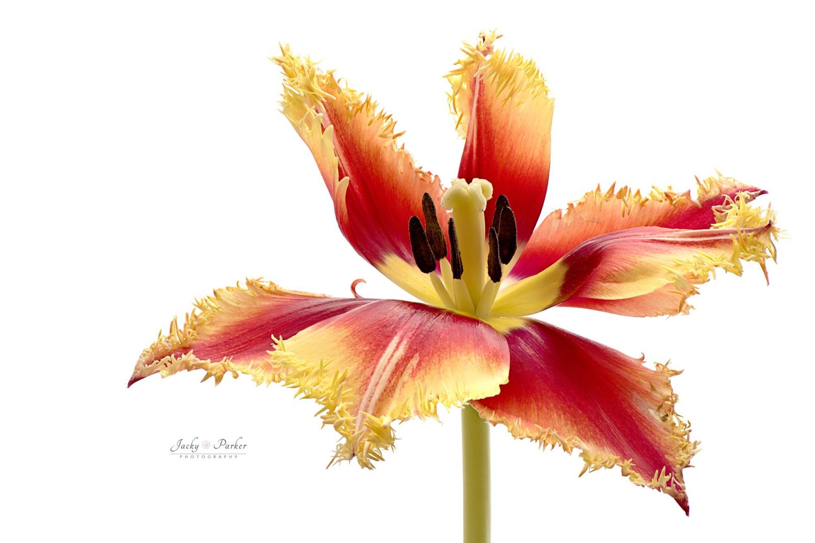flower photography by jacky parker