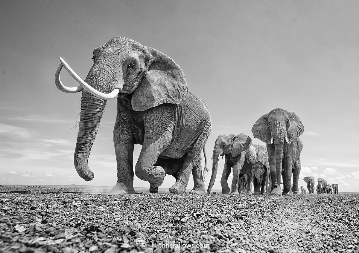 forest elephant photography by chris fallows