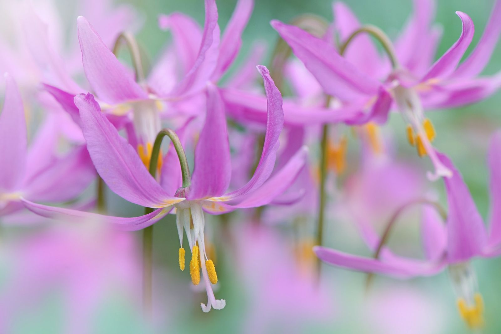 20 beautiful flower photography by jacky parker