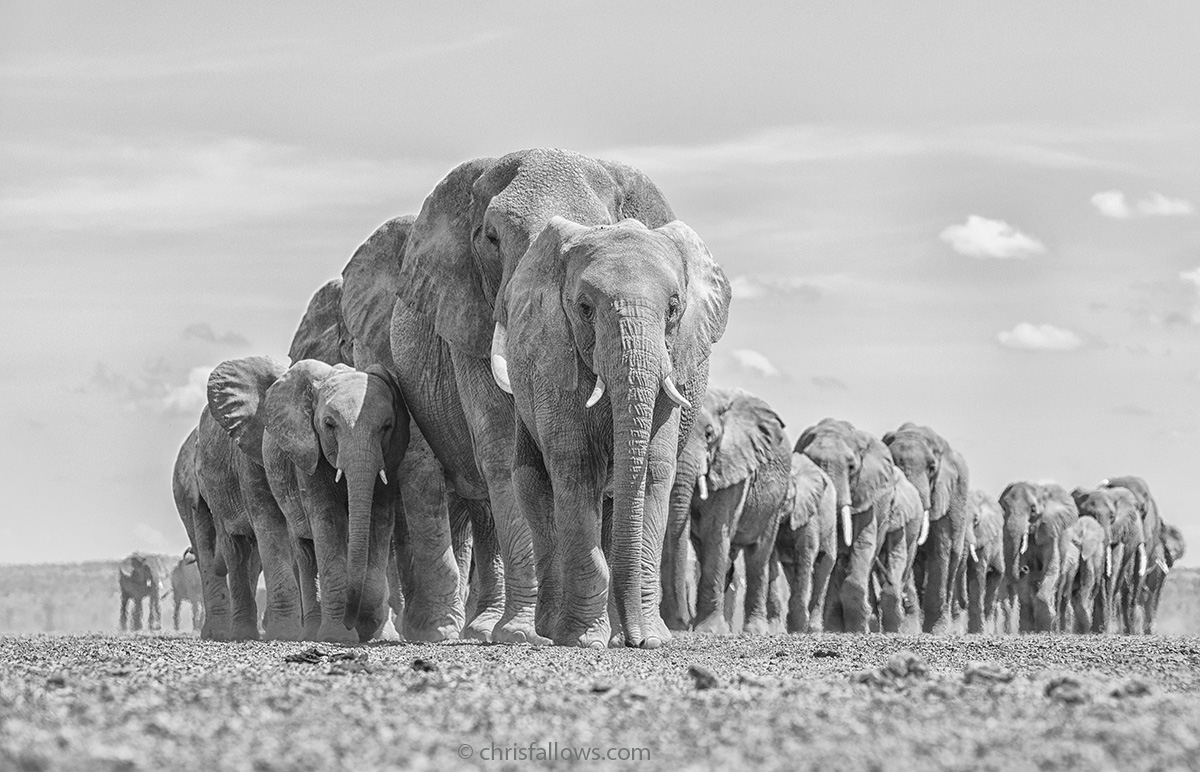 wildlife elephant photography by chris fallows