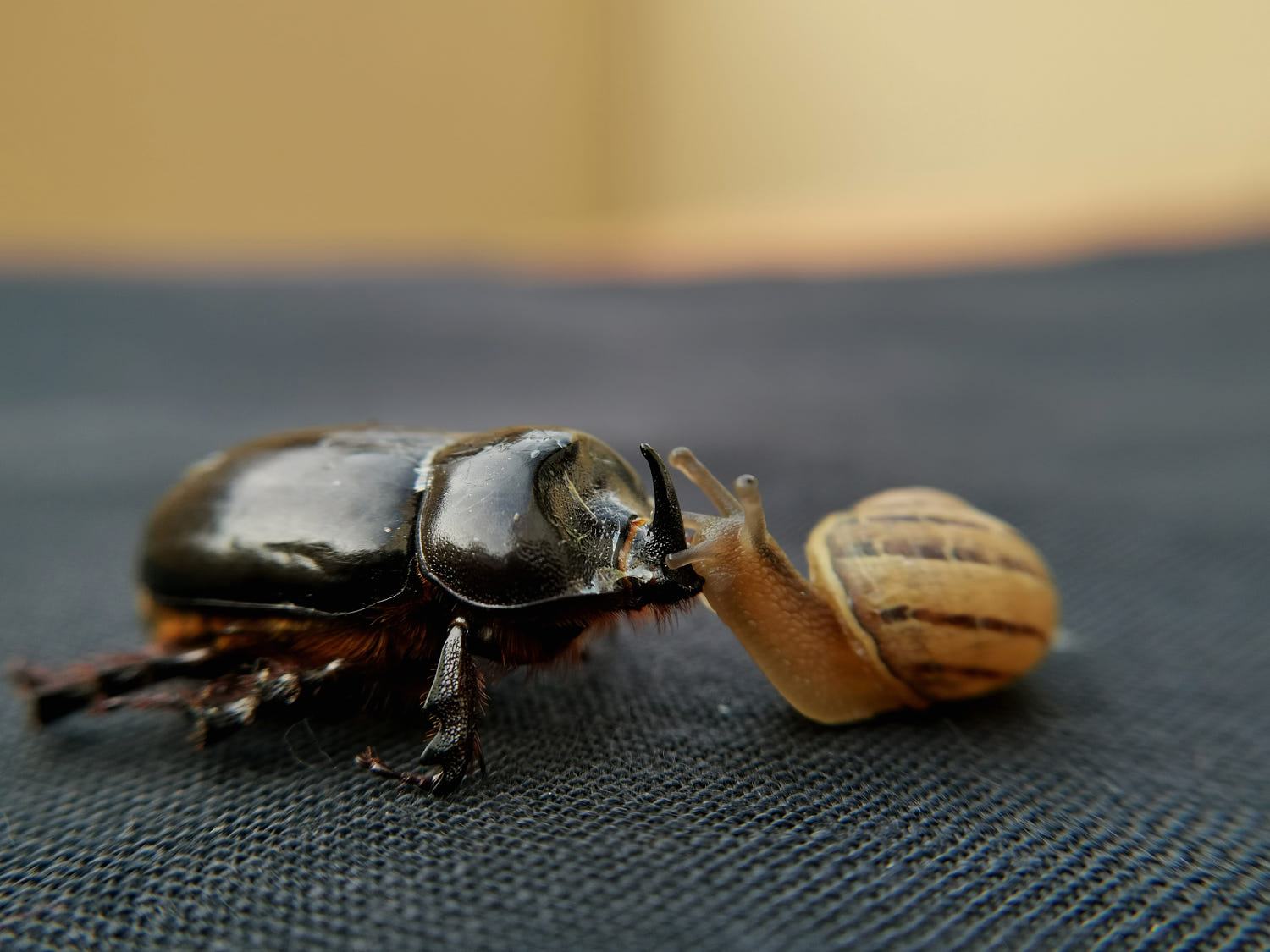 amazing animals love photography snail bug by lejarazu spinnola