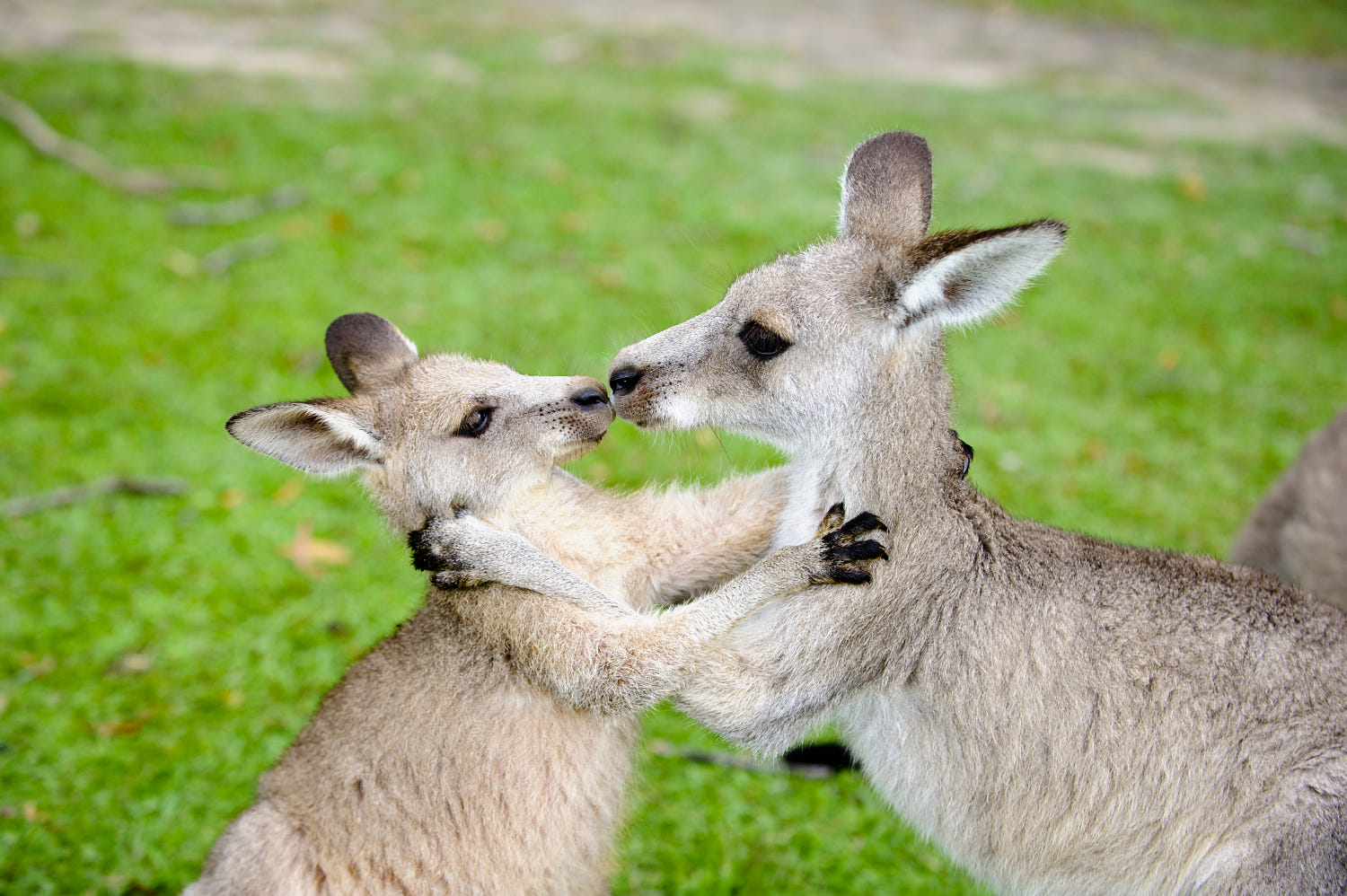 adorable animals love photography kangaroo by nicolas issaly