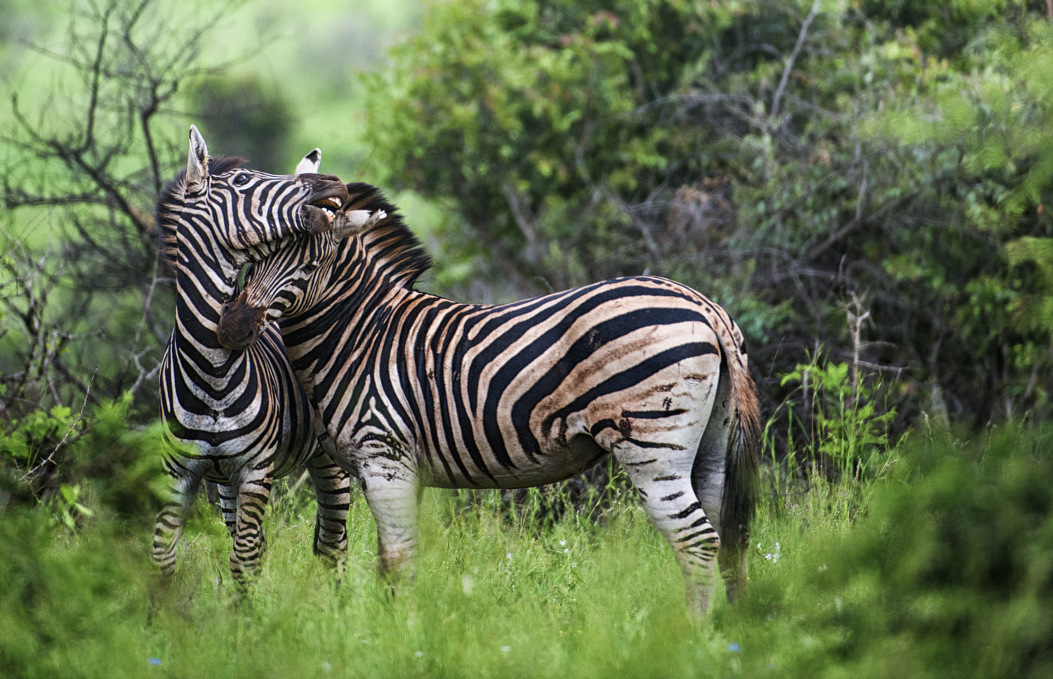 amazing animals love photography zebra by frans van heerden