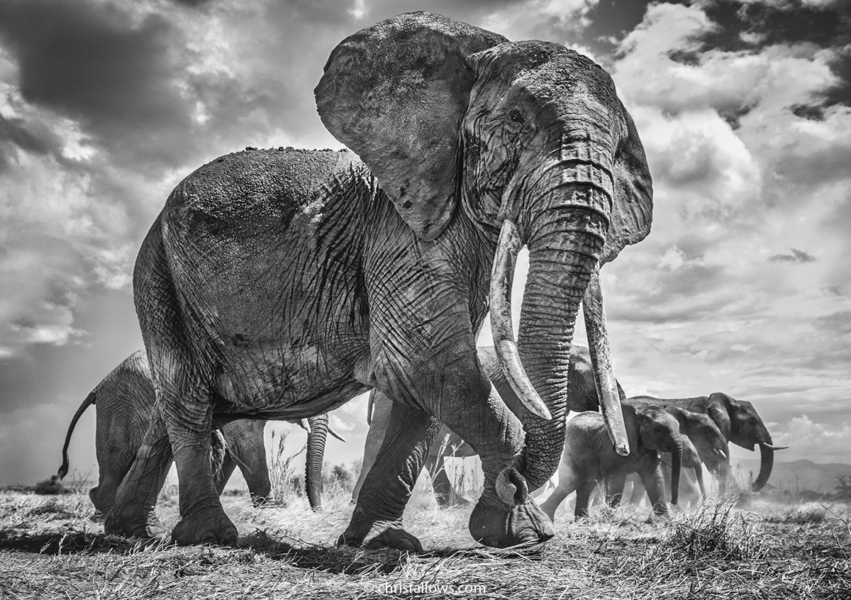 wildlife photography elephant by chris fallows