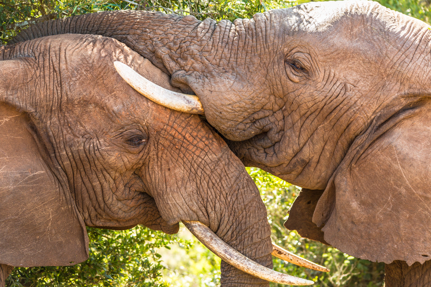amazing animals love photo elephant by jay siemens