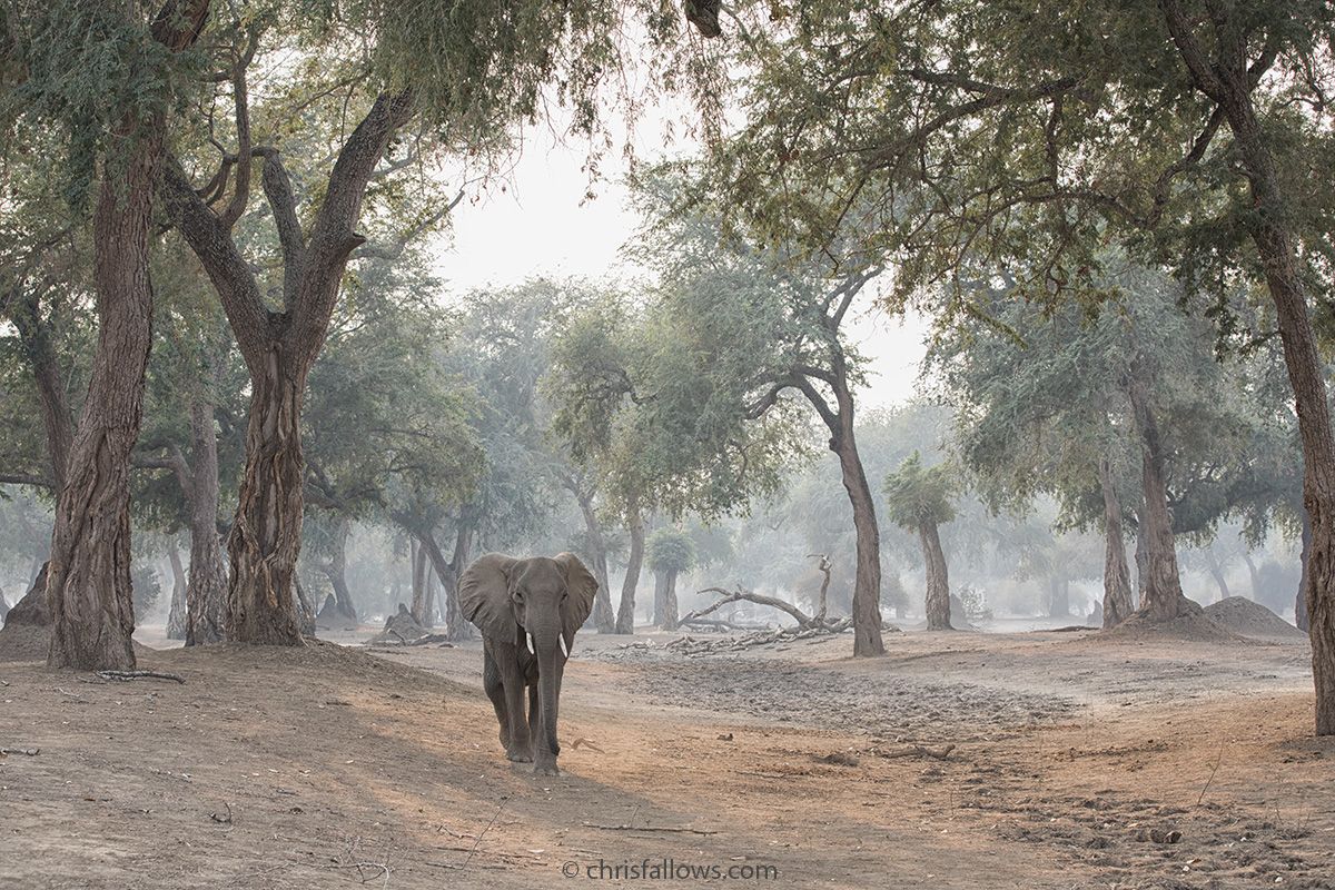 wildlife elephant by chris fallows
