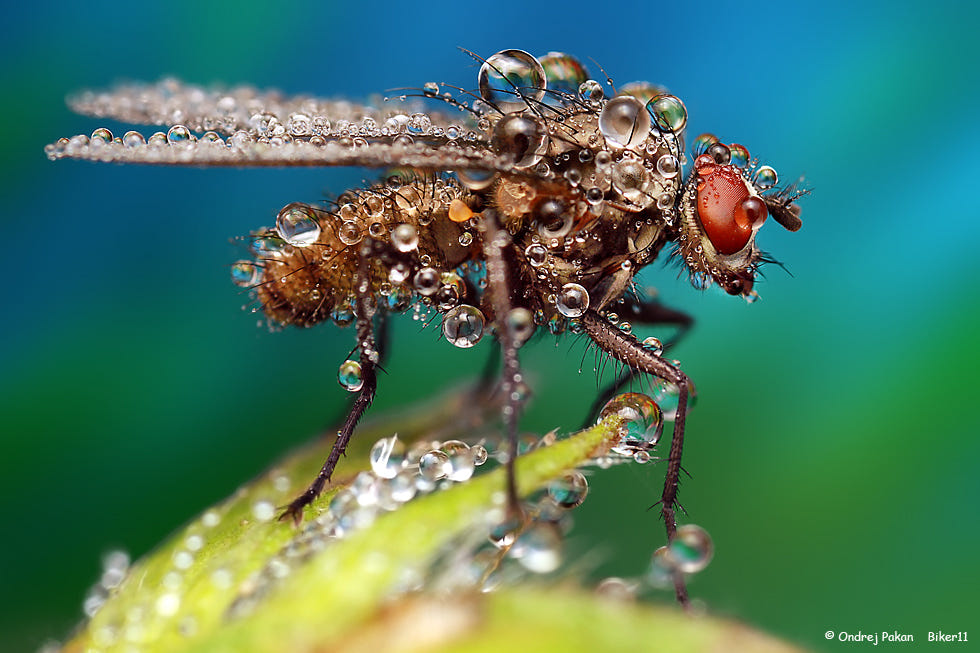 10 macro photography fly insect by ondrej pakan
