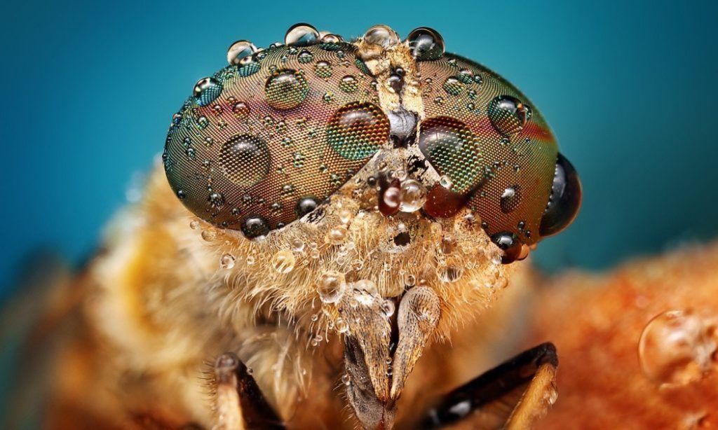 14 macro photography insect by ondrej pakan