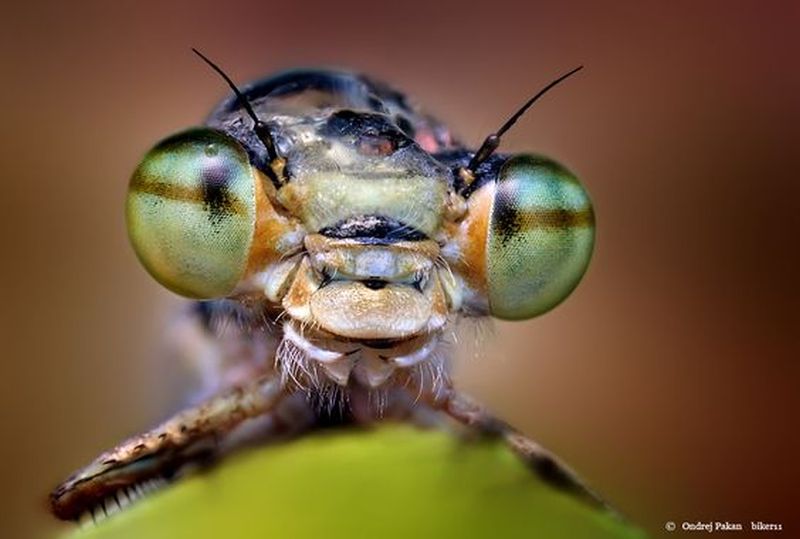 15 macro photography insect by ondrej pakan