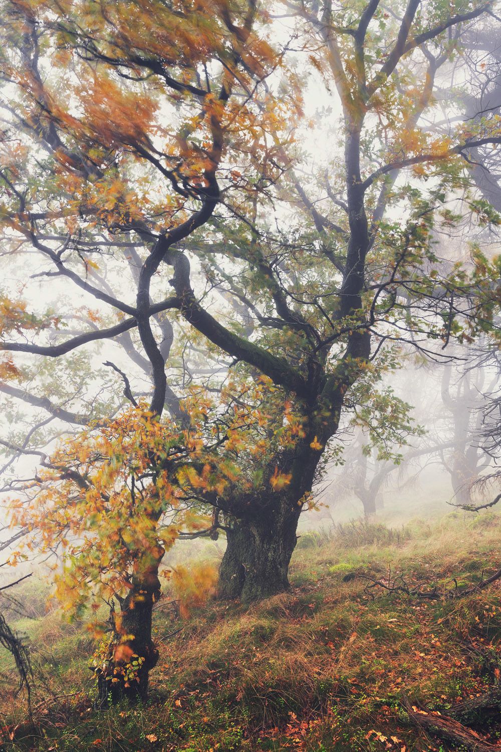 tree photography by wanderingsoul