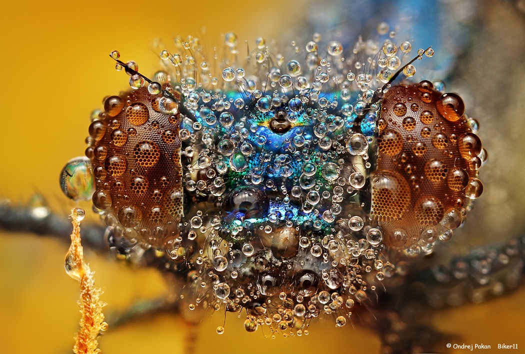 17 macro photography insect by ondrej pakan