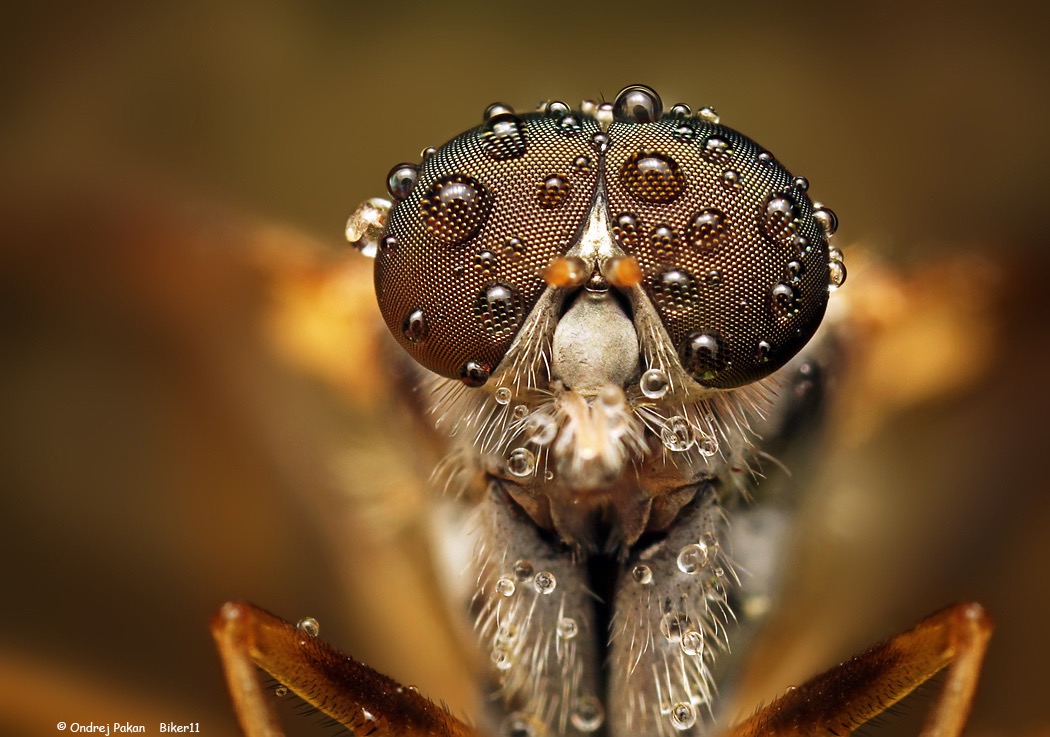 macro photography insect by ondrej pakan