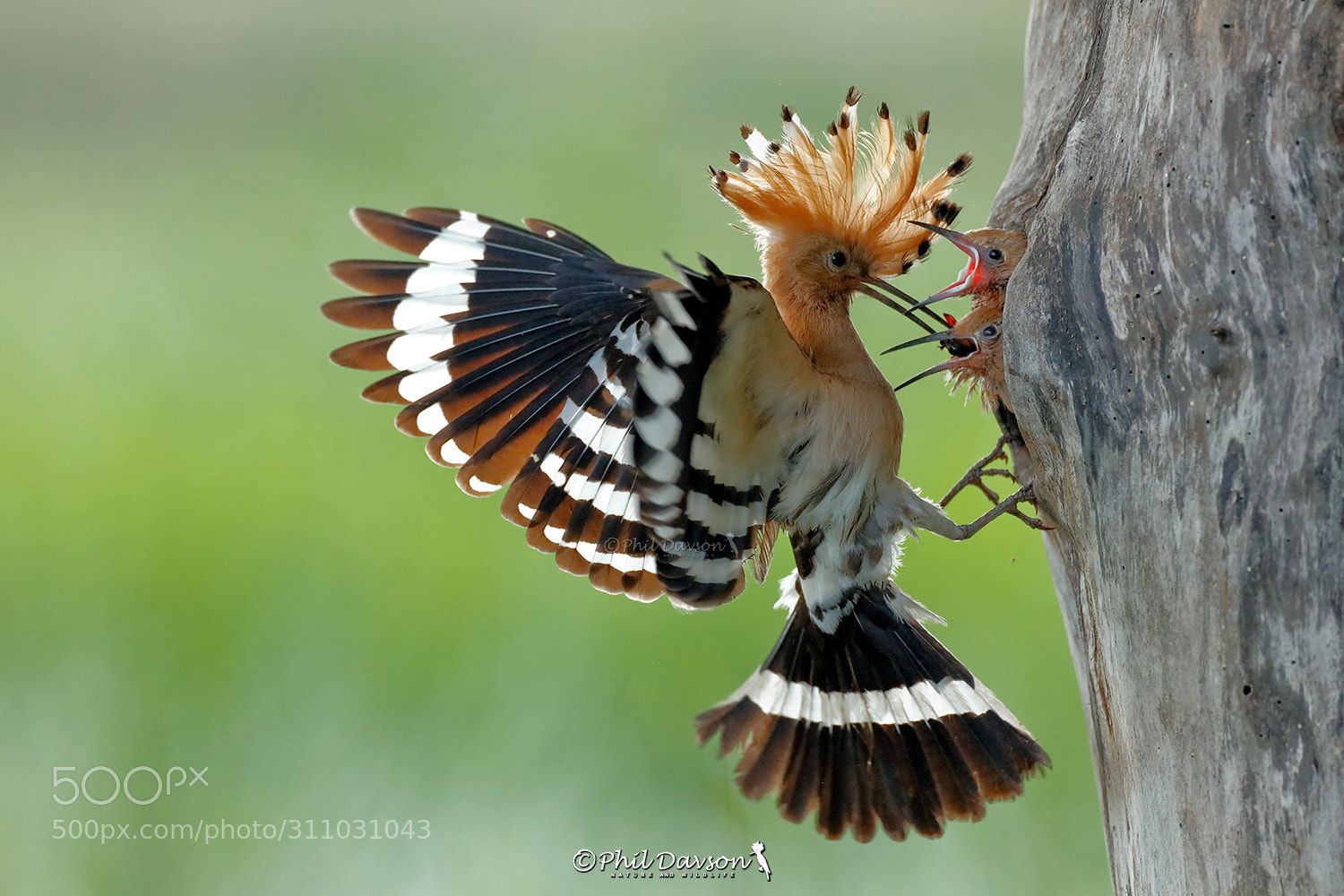 4 bird photography deliver hoopoe by phil davson