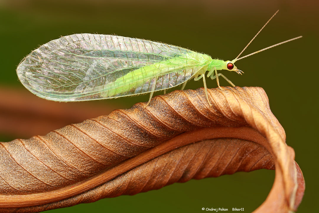 macro photography green lacewing by ondrej pakan