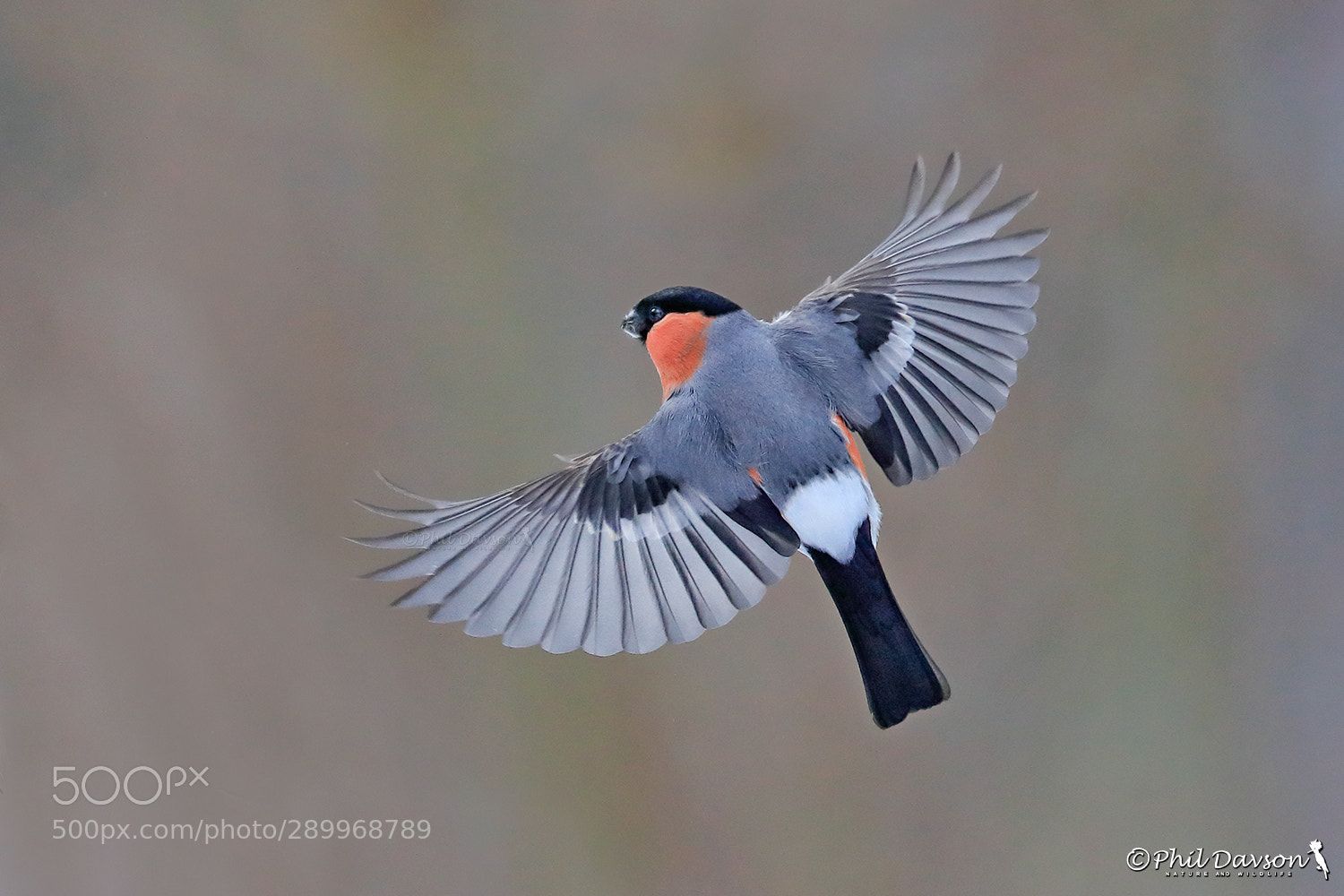 bird photography art flight by phil davson