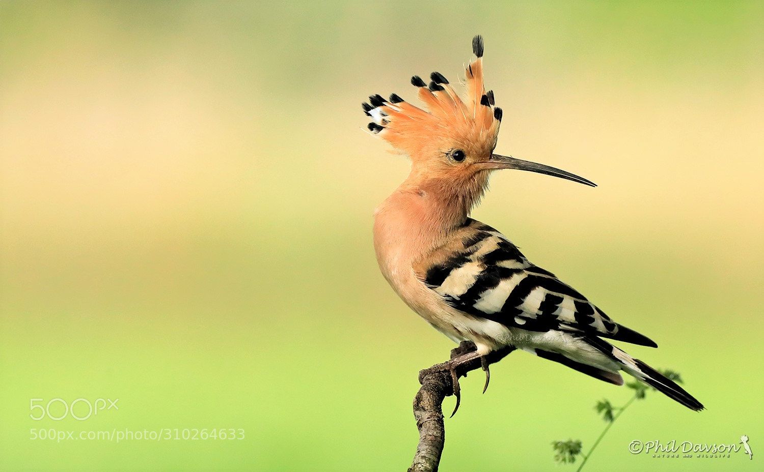 bird photography hoopoe perch by phil davson