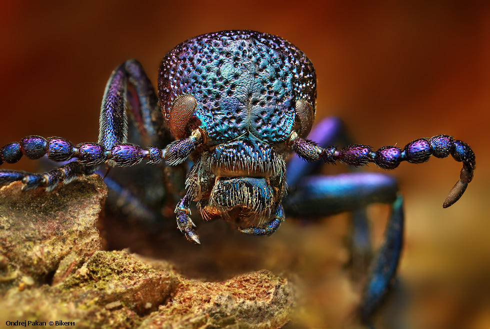 7 macro photography beetle by ondrej pakan