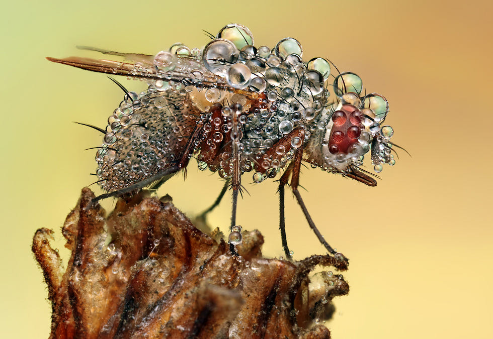 8 macro photography fly insect by ondrej pakan