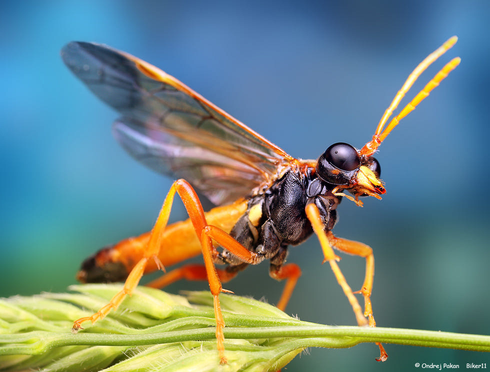 macro photography insect by ondrej pakan