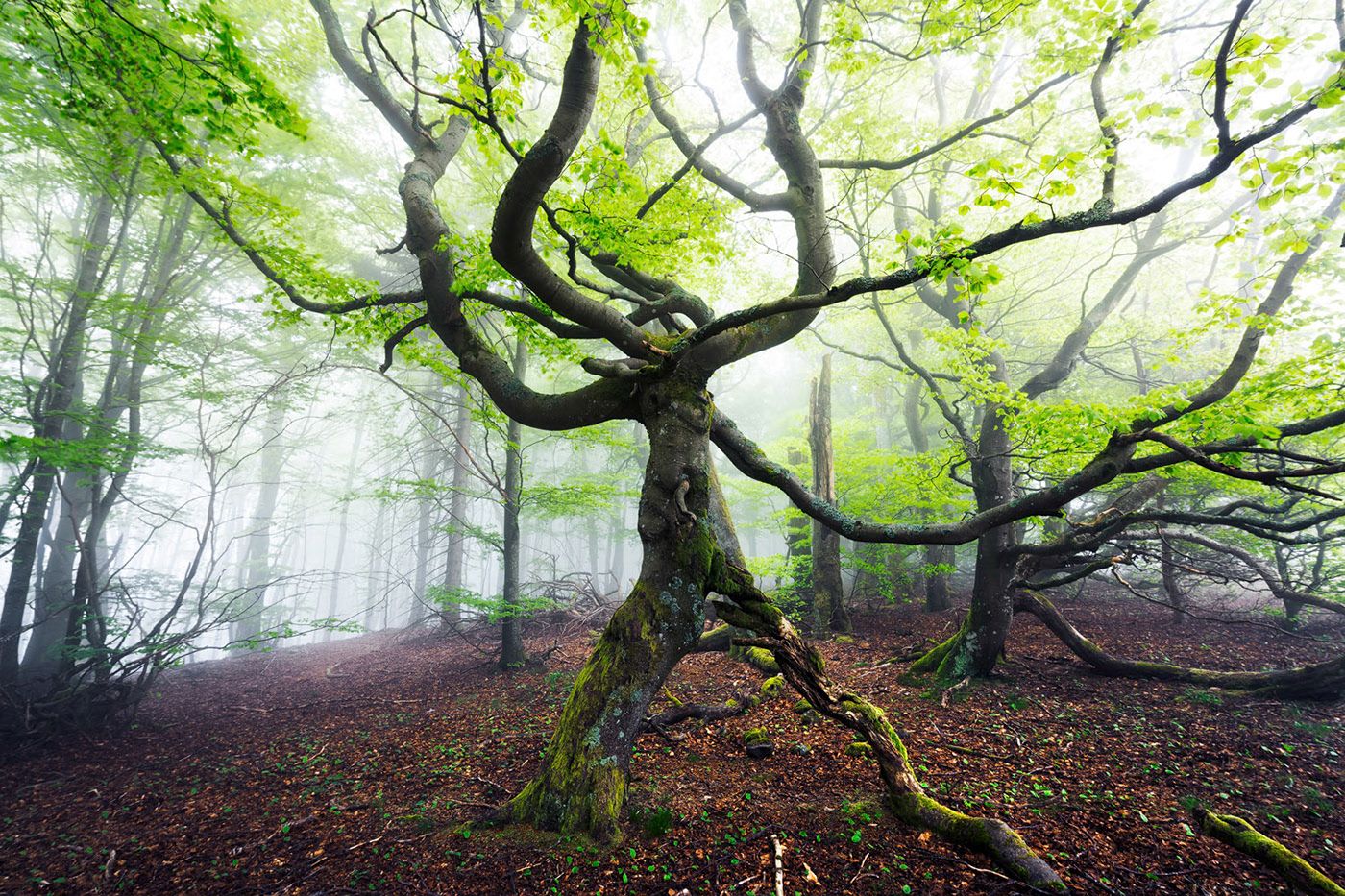 tree photography by wanderingsoul
