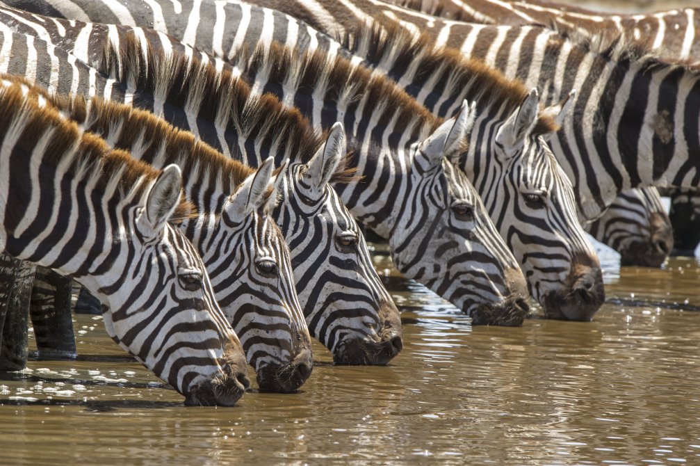 wildlife photography zebra drinking water paul joynson hicks