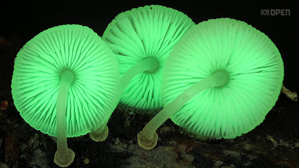 mushroom fungus photography fungi steve axford