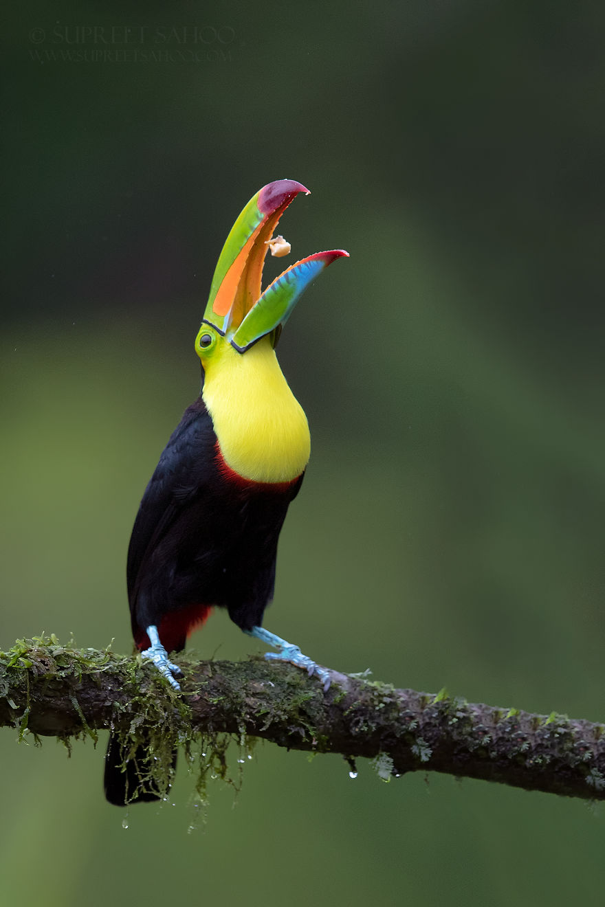 beautiful bird photograph keel billed toucan by supreet sahoo