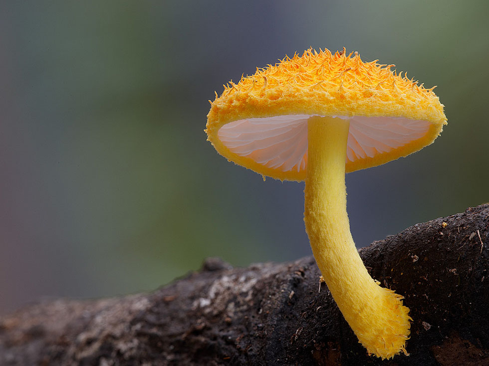 2 mushroom fungus photography fungi steve axford