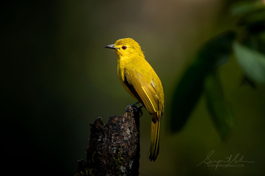 beautiful bird image yellow bulbul by supreet sahoo