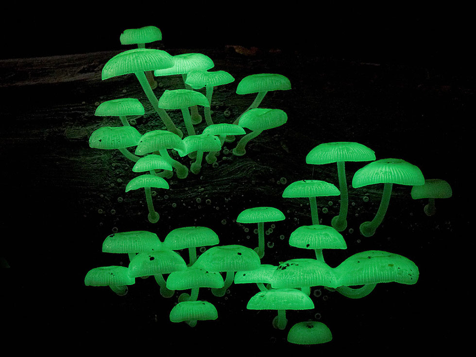 3 mushroom fungus photography fungi steve axford