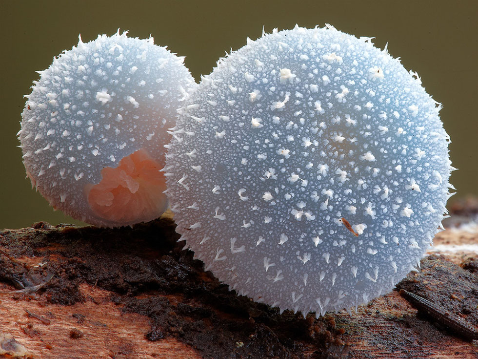 mushroom fungus photography fungi steve axford