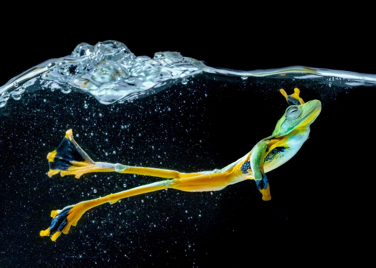 movement photography award winning wallace flying frog by chin leong teo