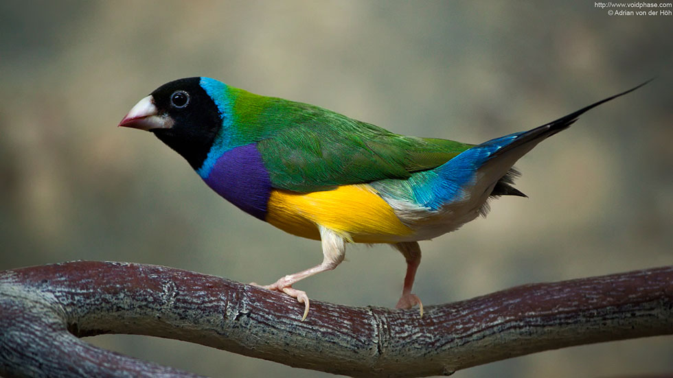 colourful bird photo by adrianvon derhoh