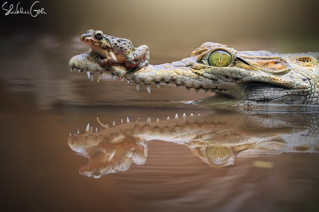 crocodile frog photo